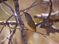 Grey-backed Camaroptera (Camaroptera brevicaudata)