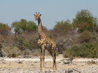 South African Giraffe (Giraffa camelopardalis giraffa)