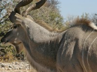 Greater Kudu (Tragelaphus strepsiceros)