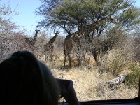 South African Giraffe (Giraffa camelopardalis giraffa)