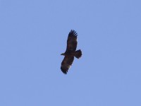 Tawny Eagle (Aquila rapax)