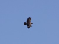 Tawny Eagle (Aquila rapax)