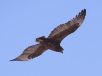 Bateleur (Terathopius ecaudatus)