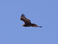 Bateleur (Terathopius ecaudatus)
