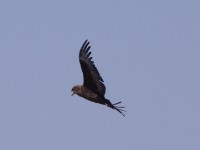 Bateleur (Terathopius ecaudatus)