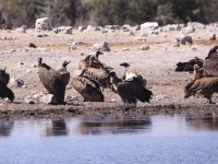 White-backed Vulture (Gyps africanus) Lappet-faced Vulture (Torgos tracheliotos)