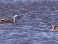 South African Shelduck (Tadorna cana)