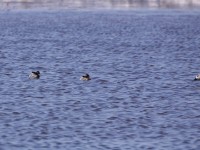 Little Grebe (Tachybaptus ruficollis) South African Shelduck (Tadorna cana)