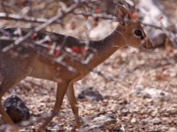 Kirk's Dik-dik (Madoqua kirkii damarensis) Damara