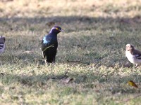 Cape Starling (Lamprotornis nitens)