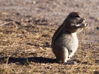 South African Ground Squirrel (Xerus inauris)