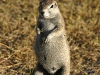 South African Ground Squirrel (Xerus inauris)