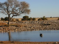 Okaukuejo Waterhole Etosha National Park