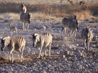 Burchell's Zebra (Equus quagga burchellii)