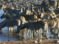 Burchell's Zebra (Equus quagga burchellii)