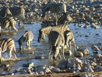 Burchell's Zebra (Equus quagga burchellii)