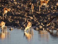 Springbok (Antidorcas marsupialis)