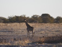 South African Giraffe (Giraffa camelopardalis giraffa)