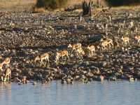 Springbok (Antidorcas marsupialis)