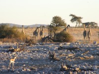 South African Giraffe (Giraffa camelopardalis giraffa)