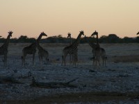South African Giraffe (Giraffa camelopardalis giraffa)