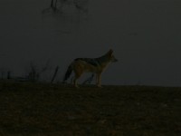 Black-backed Jackal (Canis mesomelas)