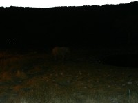 African Bush Elephant (Loxodonta africana)
