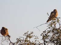 Greater Kestrel (Falco rupicoloides)