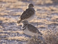Double-banded Courser (Rhinoptilus africanus)