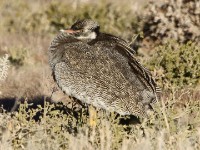 Northern Black Korhaan (Afrotis afraoides)