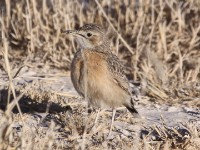 Spike-heeled Lark (Chersomanes albofasciata)
