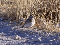Red-capped Lark (Calandrella cinerea)