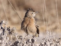 Spike-heeled Lark (Chersomanes albofasciata)
