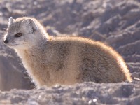 Yellow Mongoose (Cynictis penicillata)
