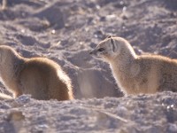 Yellow Mongoose (Cynictis penicillata)