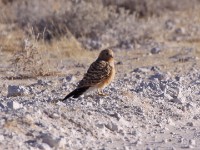 Greater Kestrel (Falco rupicoloides)
