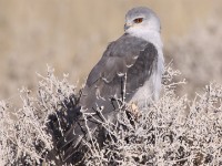 Black-winged Kite (Elanus caeruleus)