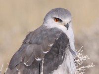 Black-winged Kite (Elanus caeruleus)