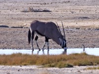 Gemsbok (Oryx gazella)