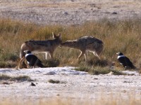 Black-backed Jackal (Canis mesomelas) Pied Crow (Corvus albus)