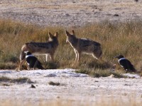 Black-backed Jackal (Canis mesomelas) Pied Crow (Corvus albus)