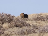 Lion (Panthera leo)