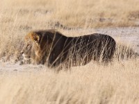 Lion (Panthera leo)