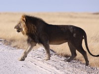Lion (Panthera leo)