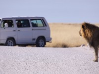 Lion (Panthera leo)