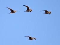 Namaqua Sandgrouse (Pterocles namaqua)