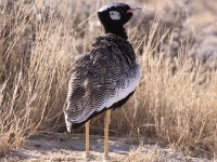 Northern Black Korhaan (Afrotis afraoides)