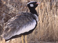 Northern Black Korhaan (Afrotis afraoides)