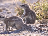 South African Ground Squirrel (Xerus inauris)