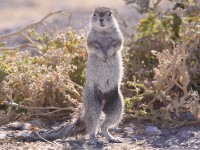 South African Ground Squirrel (Xerus inauris)